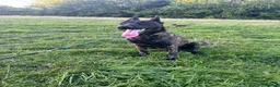 Belgian Shepherd Dog dogs for sale: 8 month old Dutch Herder - Advert 4