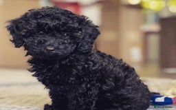 Toy Poodle dogs for sale: Black Boy Toy Poodles £1000 - Image 1