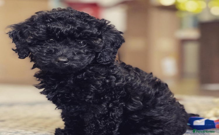 Toy Poodle dogs - Advert 4
