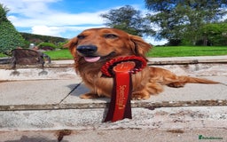 Dachshund dogs for stud: KC registered standard long haired dachshund  - Image 10