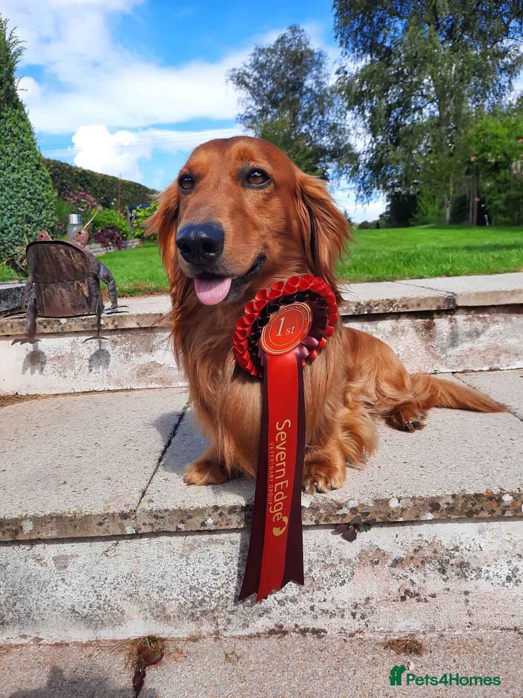 Dachshund dogs for stud: KC registered standard long haired dachshund  - Image 10
