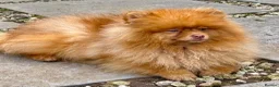 Pomeranian dogs for adoption: 🐾 CARAMEL – Male Pomeranian 🐾 in West Malling - Advert 6
