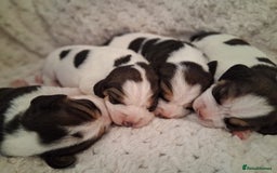 Beagle dogs for sale: KC Registered beagle puppies - Image 1