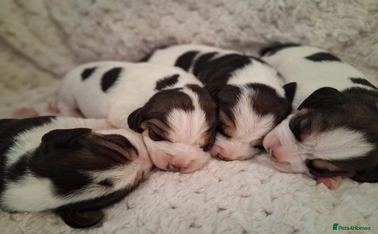 Beagle dogs - Advert 1