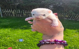 Ferret rodents for sale: Ferrets - Image 2