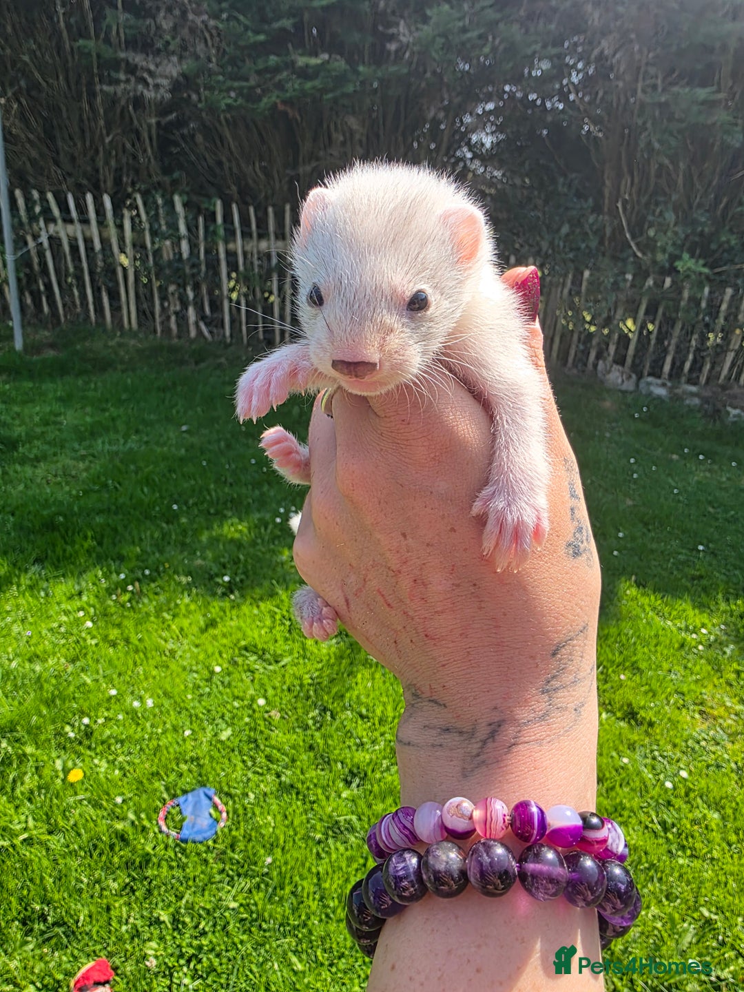 Ferret rodents for sale: Ferrets - Image 2