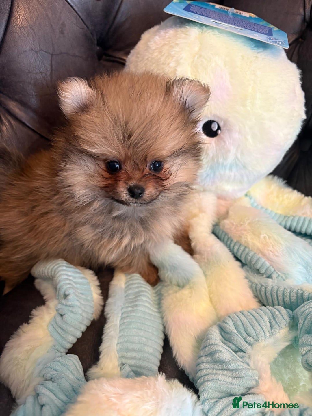 Pomeranian dogs for sale: Last pom puppy. Ready Now ! KC cute and Playful - Advert 4