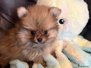 Pomeranian dogs Amazing KC pom puppies. Cute and playful - Advert 16