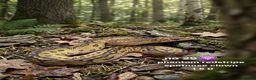 Python Snake reptiles for sale:  Various ball pythons  - Advert 4