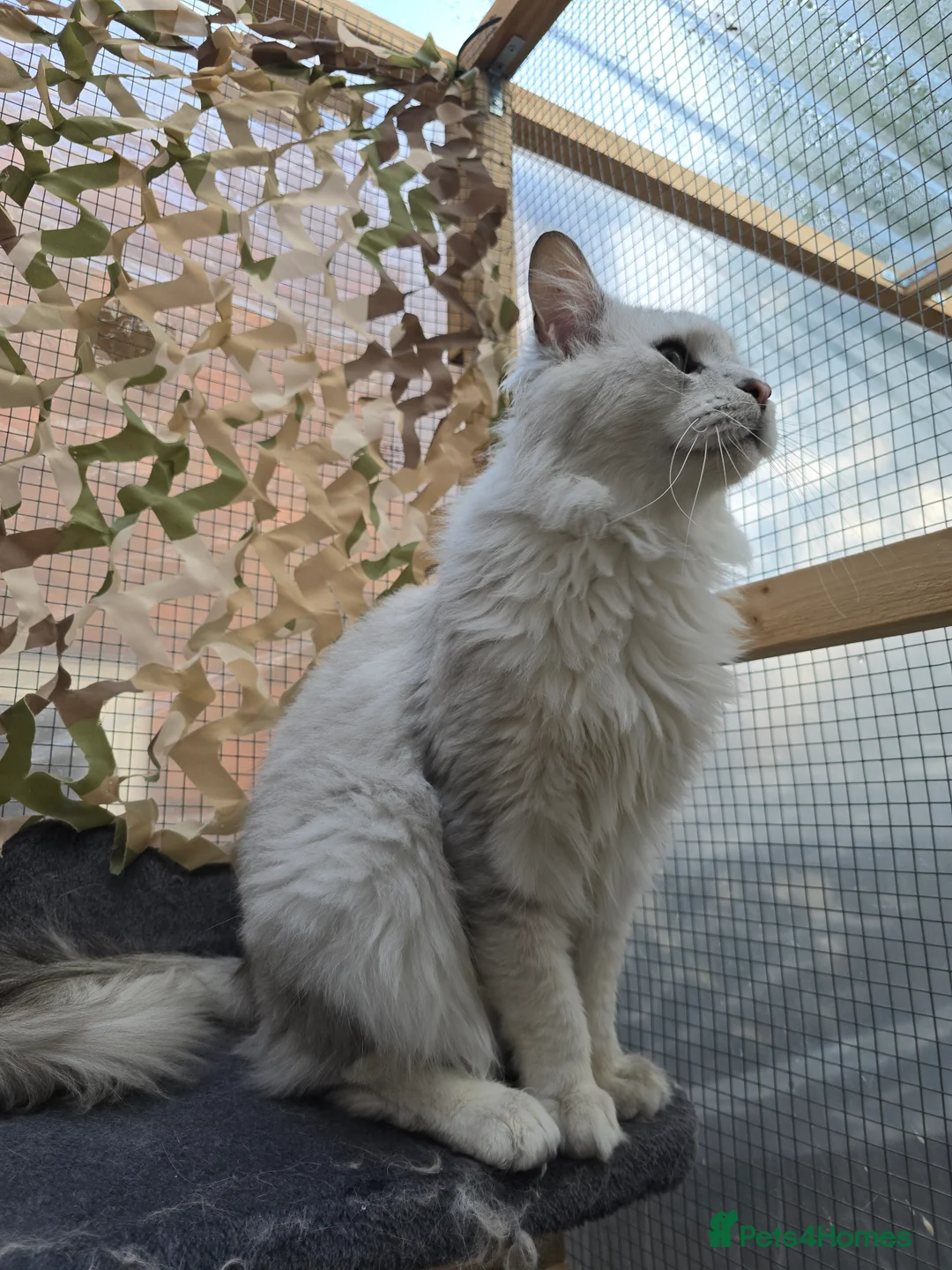 Maine Coon cats for stud: Black Shaded Maine Coon Large Imported in Hull - Advert 19