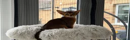 Abyssinian cats for sale: Abyssinian kittens  - Advert 10