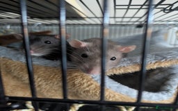 Rat rodents for sale: 2 female rats - Image 2