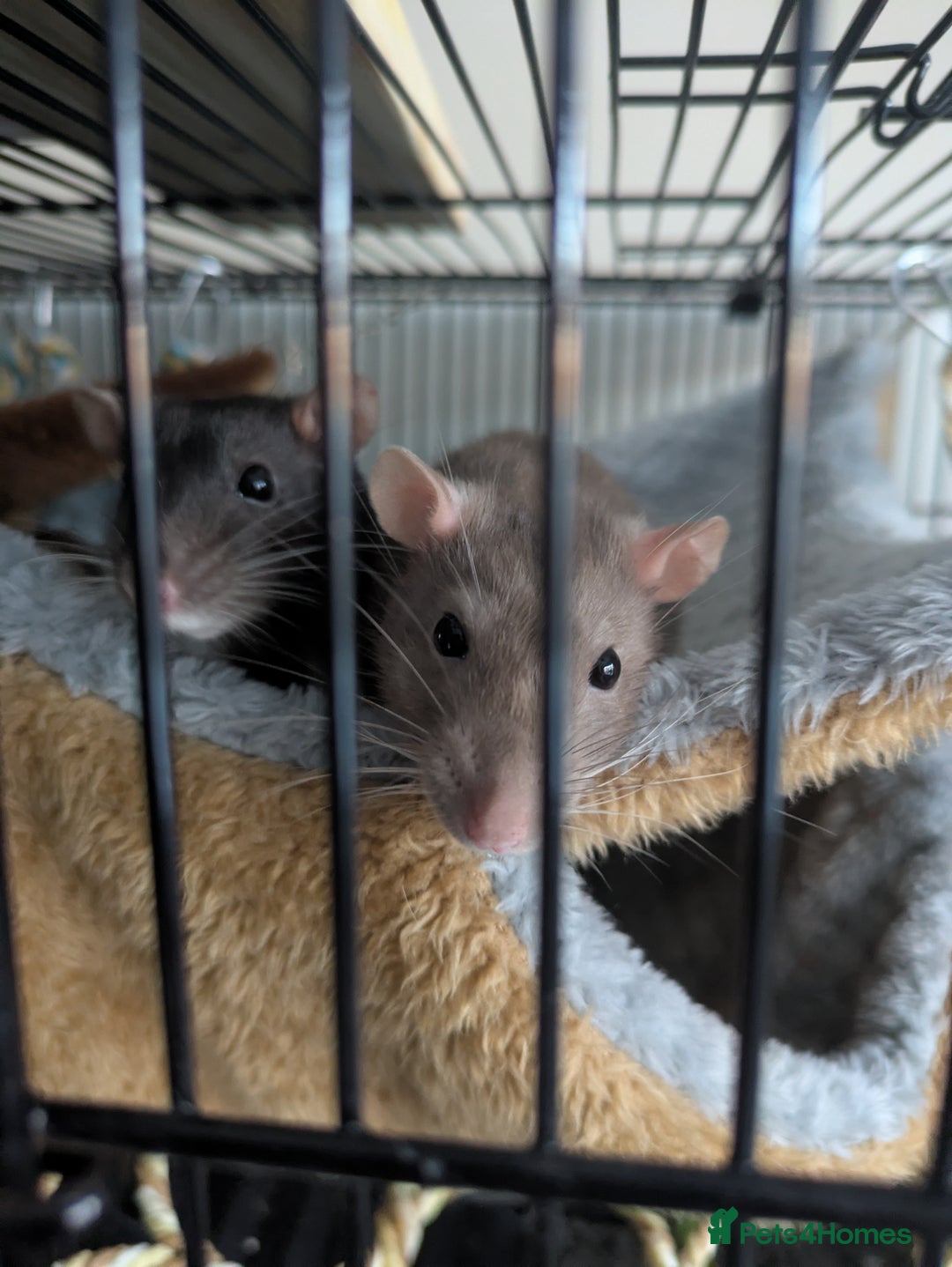 Rat rodents for sale: 2 female rats - Image 2
