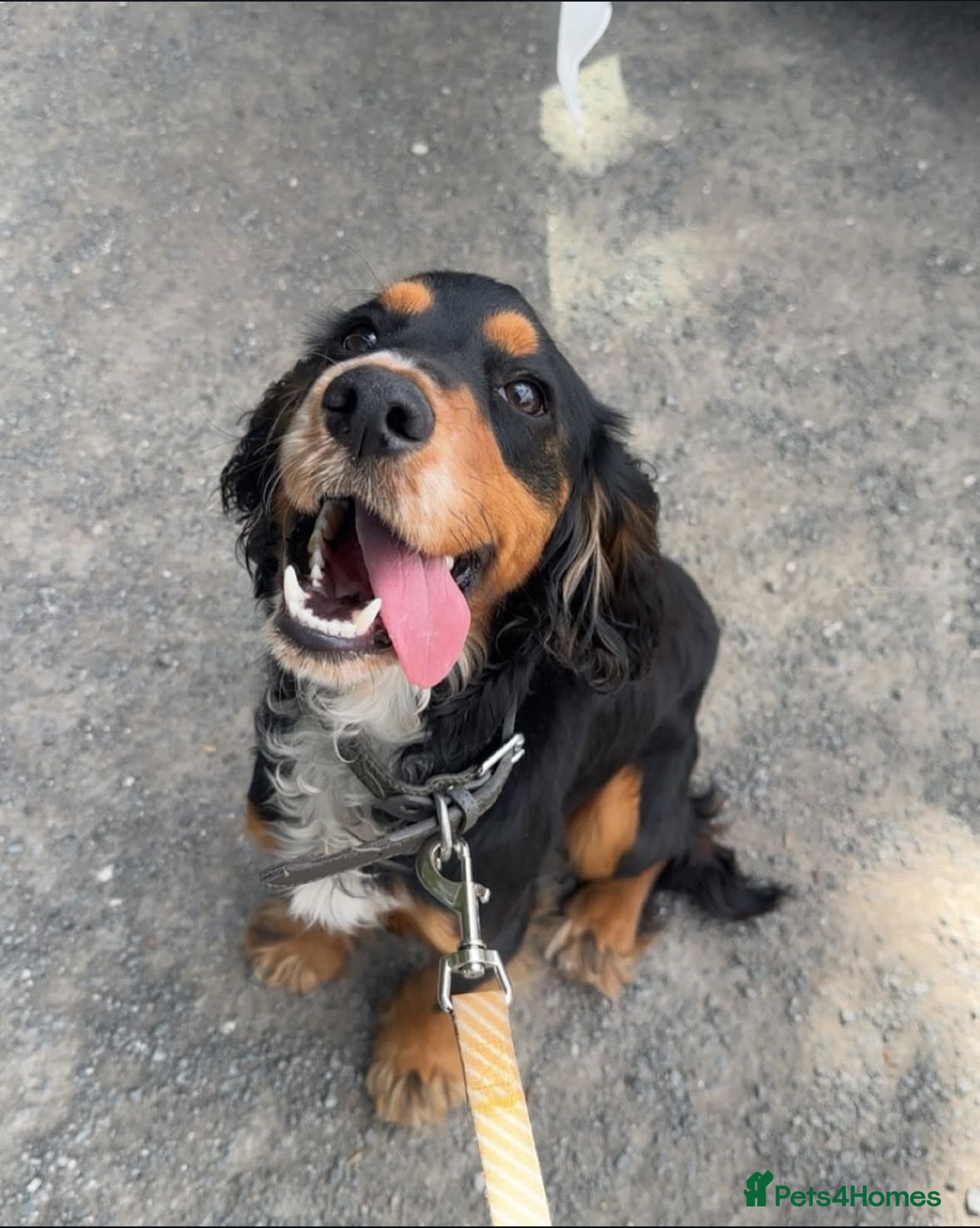 Cocker Spaniel dogs 2 year old Cocker Spaniel - Advert 1