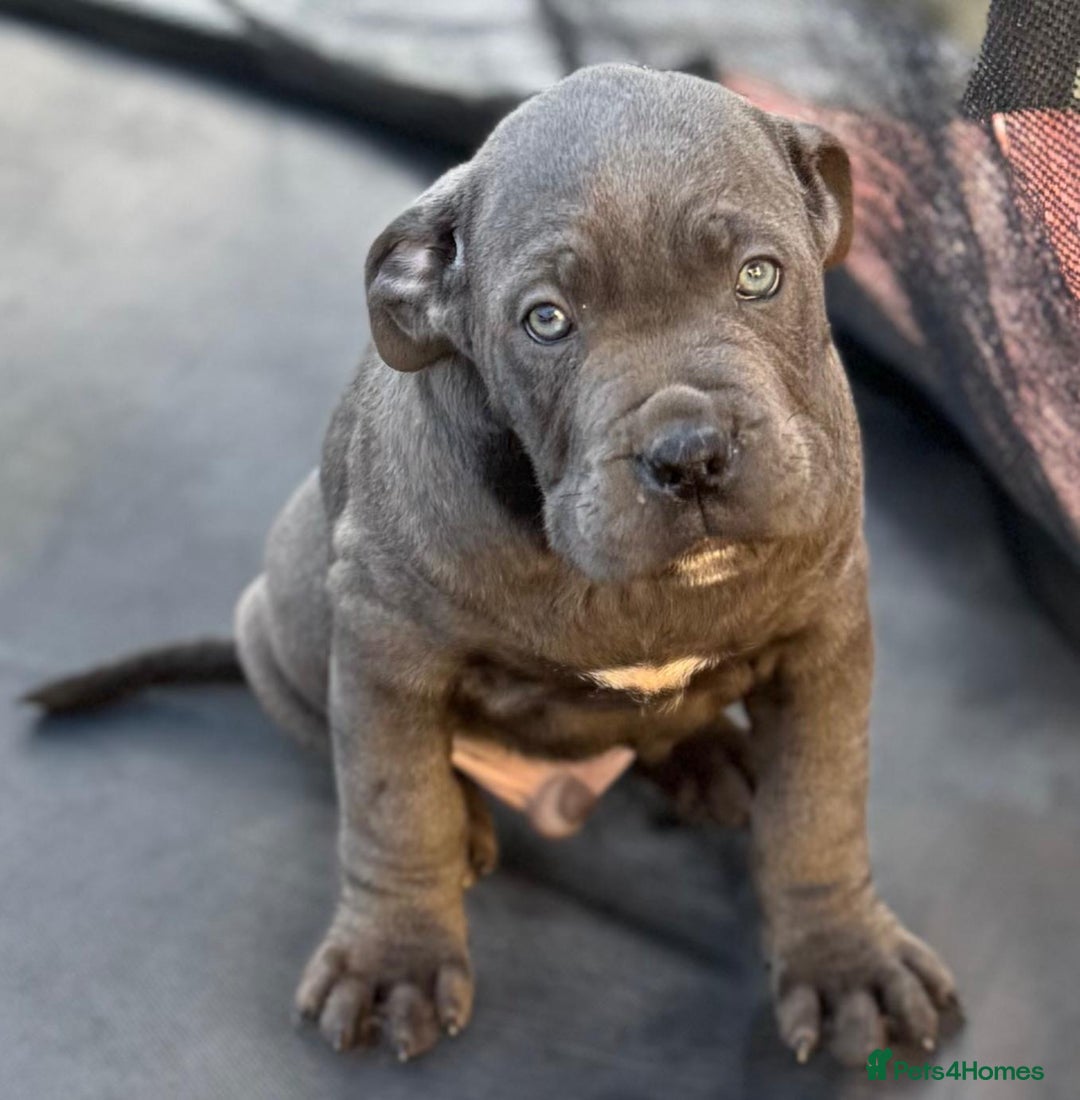 Cane Corso dogs for sale: CANE CORSO CHAMPION BLOOD LINE VERY GOOD STOCK - Advert 1
