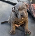 Cane Corso Puppy 2