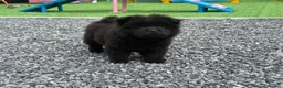 Chow Chow dogs for sale: Exotic colour male chow chow puppies for sale  - Advert 14