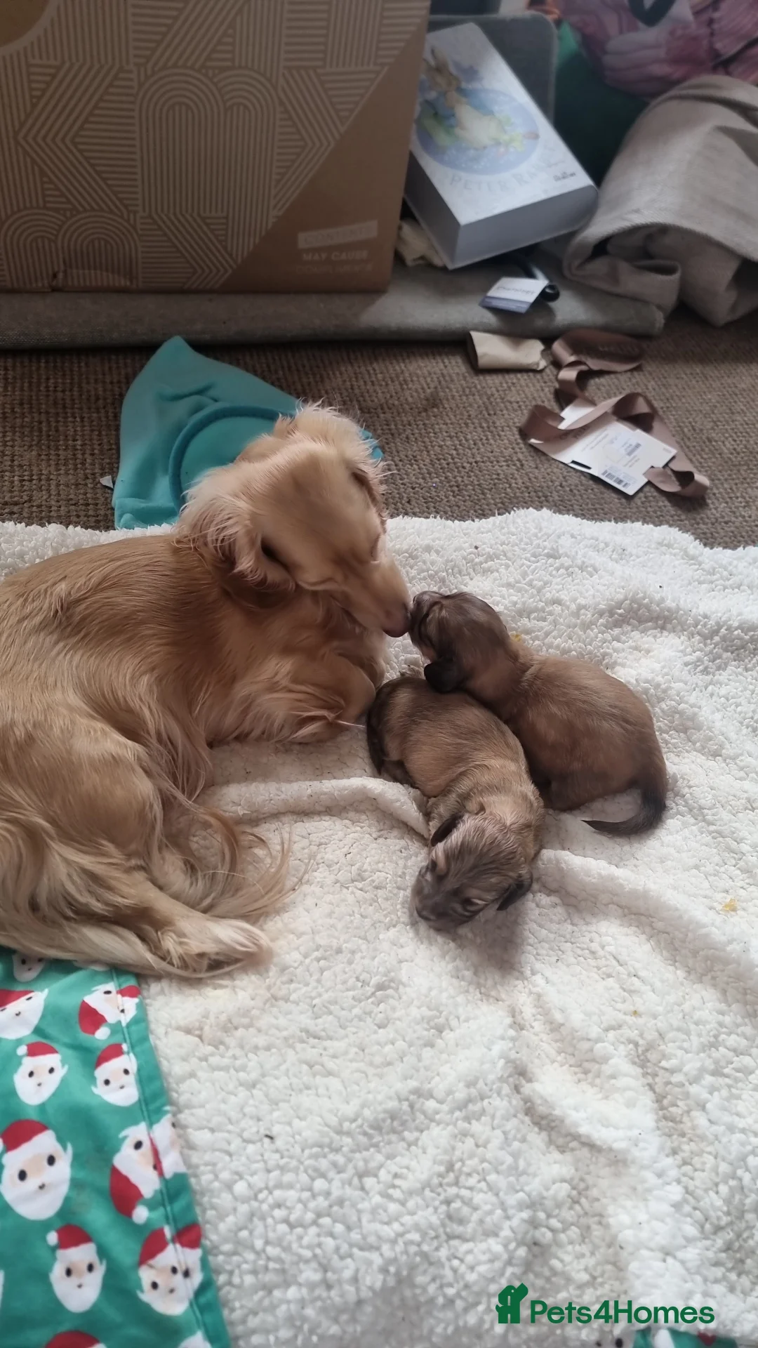 Dachshund dogs for sale: Kc long haired mini cream dashounds boys - Advert 2