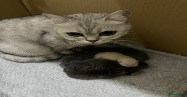 British Shorthair cats Beautiful British Shorthair kittens,ready for Xmas - Advert 4