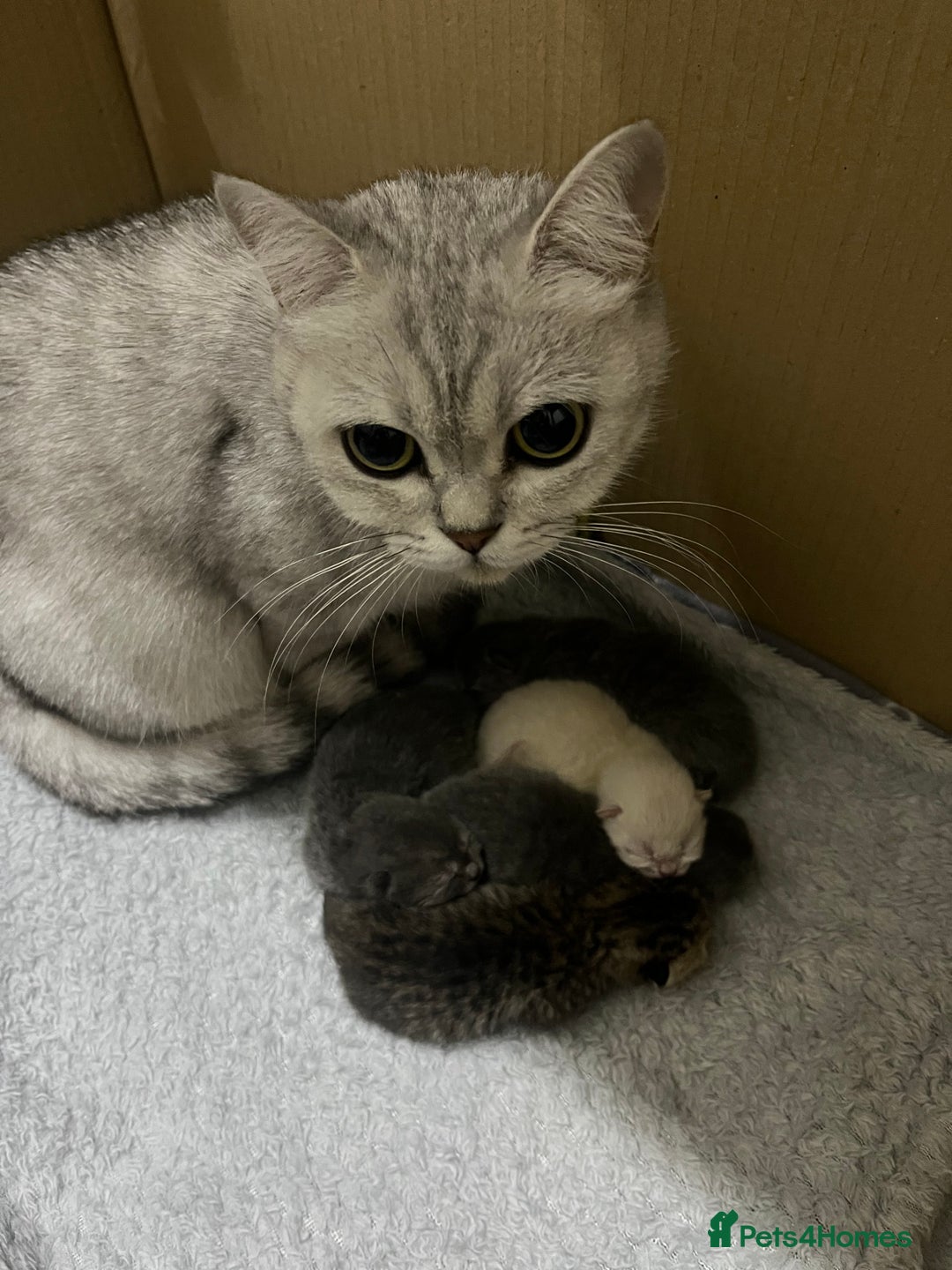 British Shorthair cats for sale: Beautiful British Shorthair kittens ready 23/12 - Advert 2