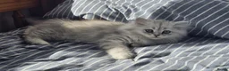 Persian cats for sale: 1 Pure Persian Chinchilla Male Kitten - Advert 3