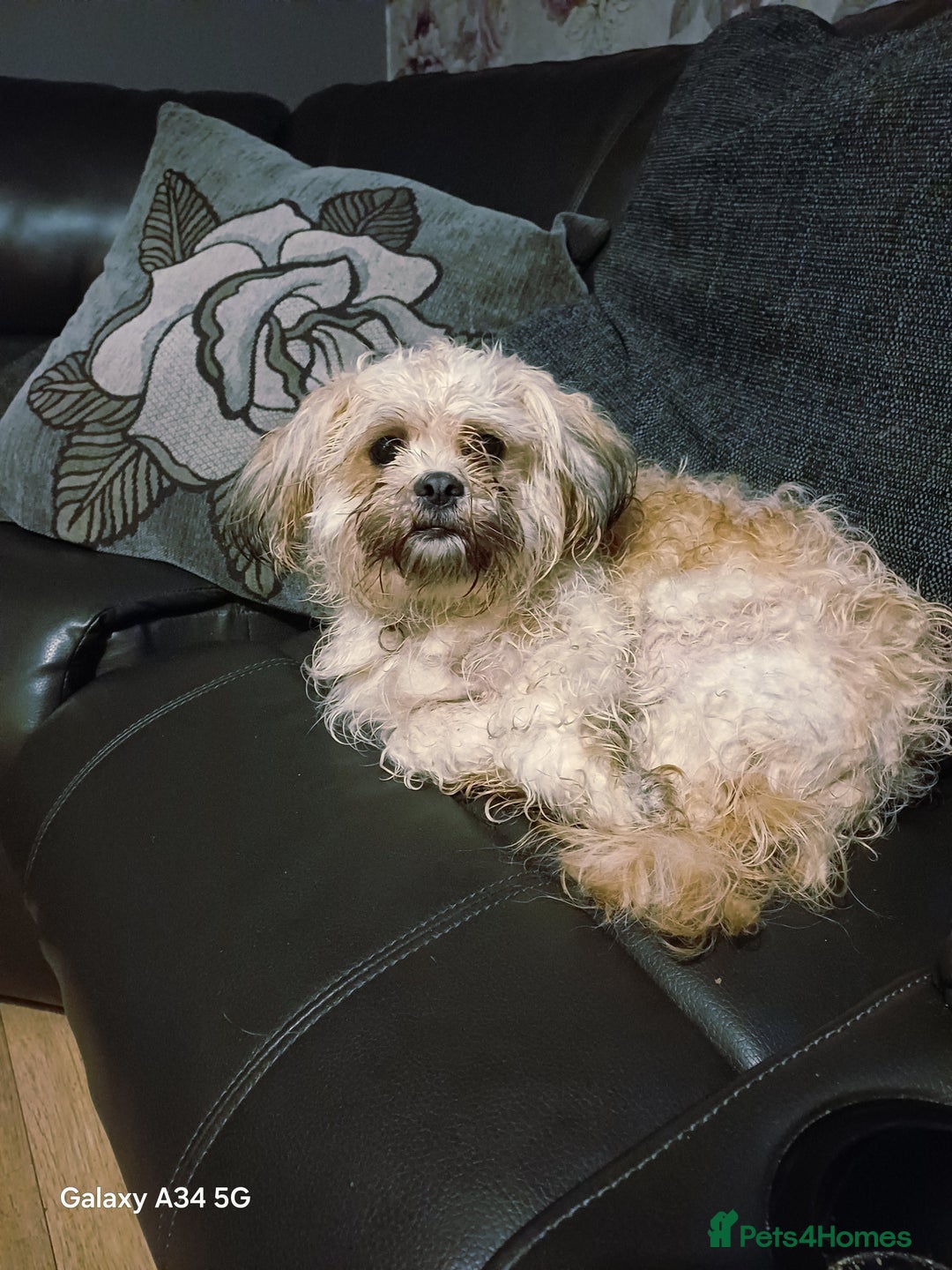 Shih Tzu dogs for sale: 14 month old shih tzu (girl) - Image 2