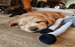 Cocker Spaniel dogs for sale: 🐾 KC Show Cocker Puppies 💛 Fully Health Tested  - Image 12