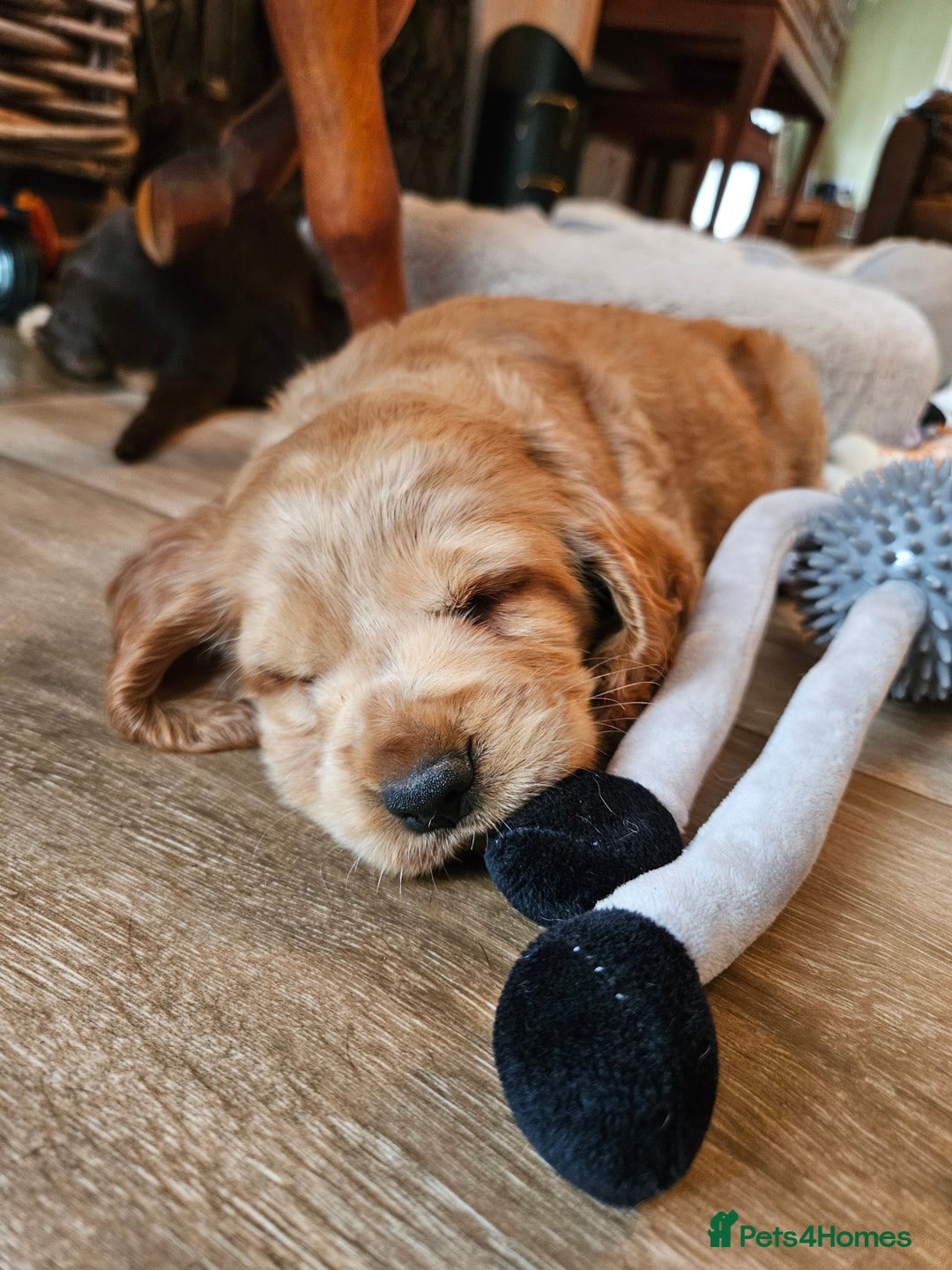 Cocker Spaniel dogs for sale: 🐾 KC Show Cocker Puppies 💛 Fully Health Tested  - Image 12
