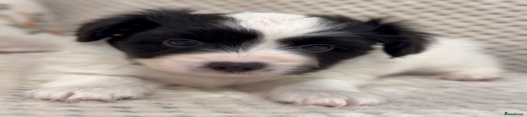 Papillon Puppy 2
