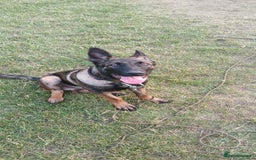 Belgian Shepherd Dog dogs for sale: Looking for a working home  - Image 4