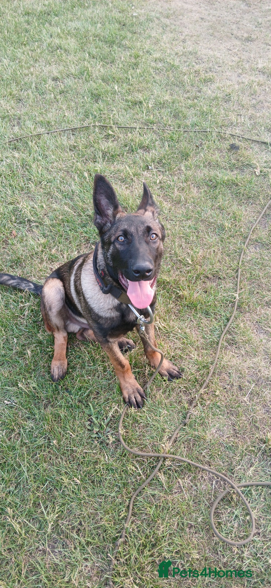 Belgian Shepherd Dog dogs for sale: Looking for a working home  - Image 4