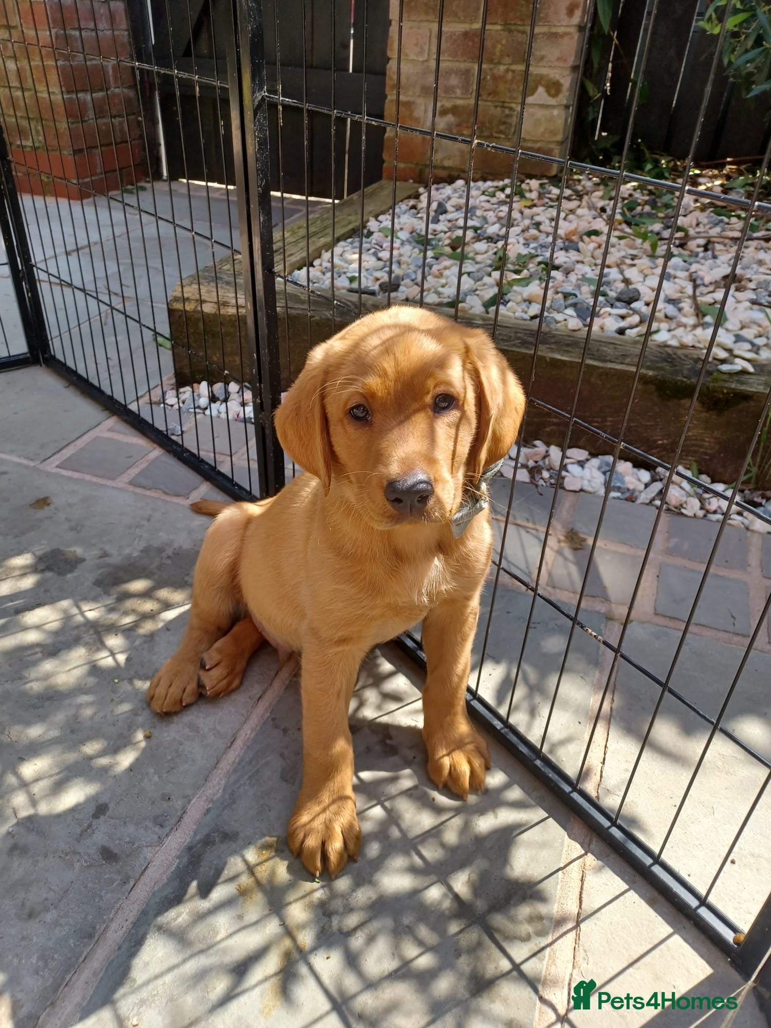 Labrador Retriever dogs KC Fox Red Labrador puppy for sale  - Advert 1