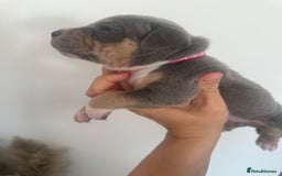 American Bully dogs for sale: Pocket Bullies ( not banned breed) - Image 30