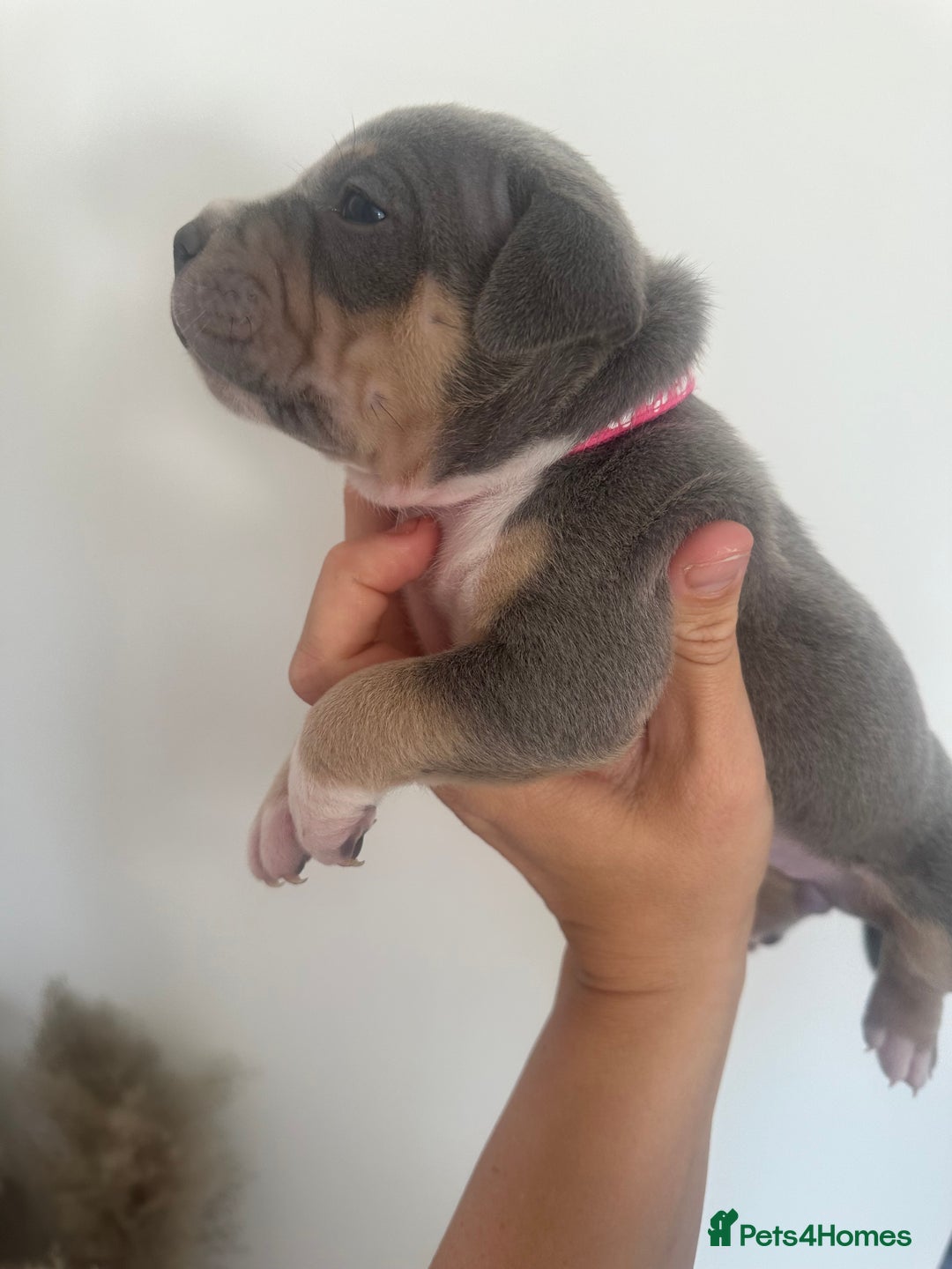 American Bully dogs for sale: Pocket Bullies ( not banned breed) - Image 30