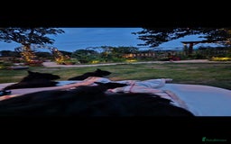 Scottish Terrier dogs for sale: Scottish terrier Puppies  - Advert 3