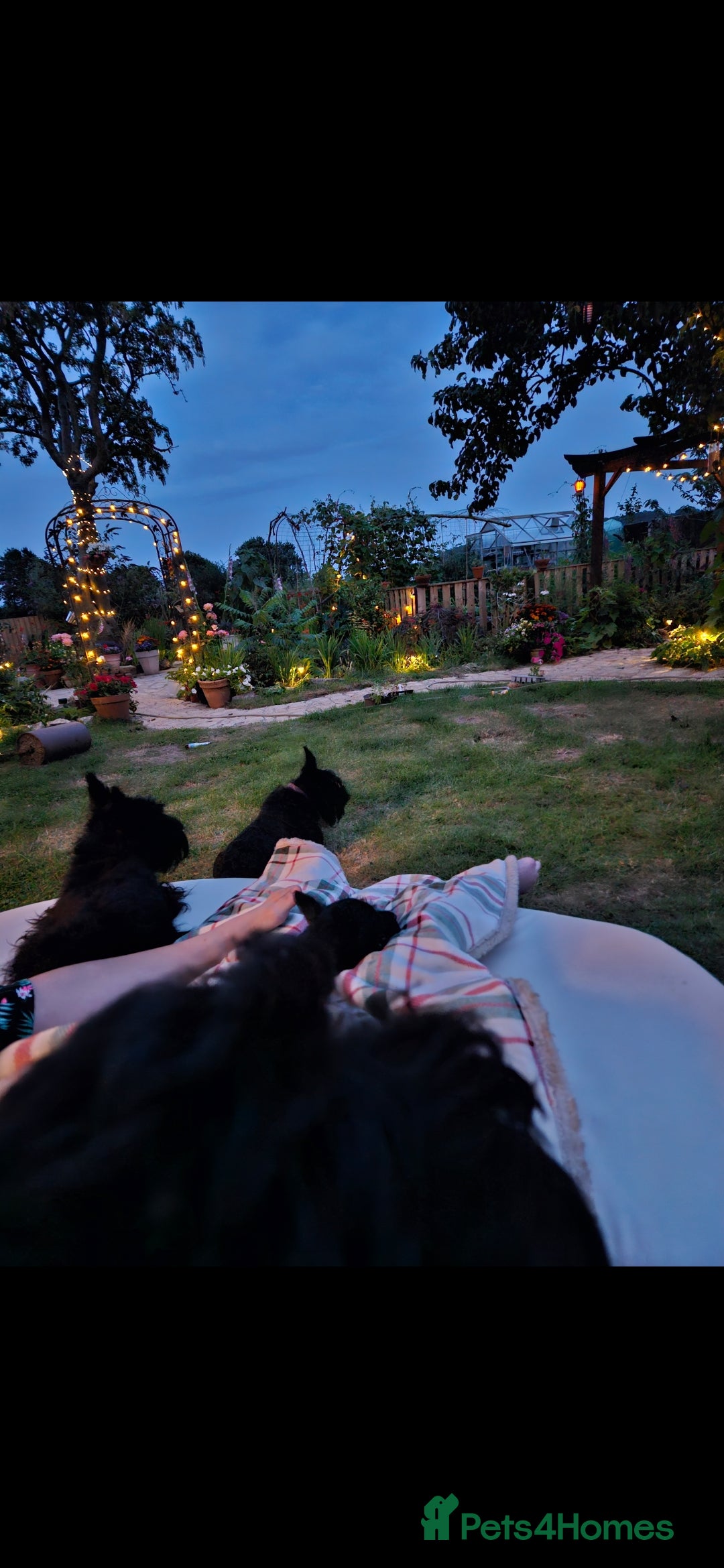 Scottish Terrier dogs for sale: Scottish terrier Puppies  - Advert 3