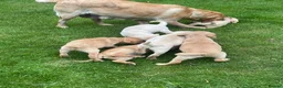 Labrador Retriever dogs for sale: Beautiful Labrador puppies  - Advert 11