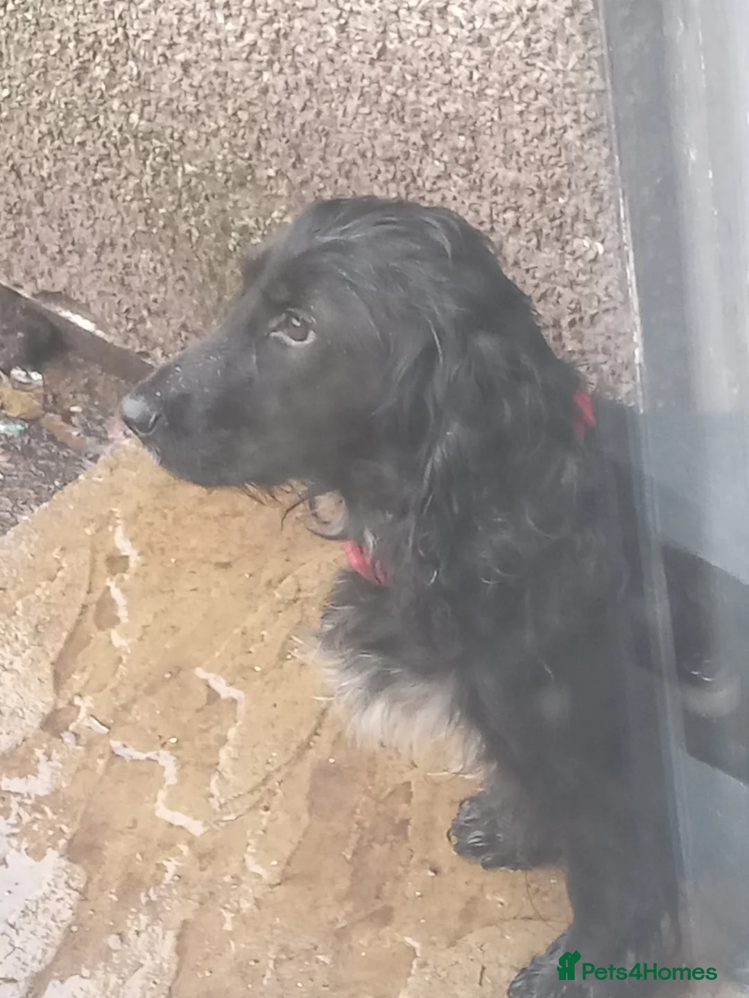 Cocker Spaniel dogs for sale: Female cockerspaniel mum she's 3 black chocolate  in Manchester - Advert 2
