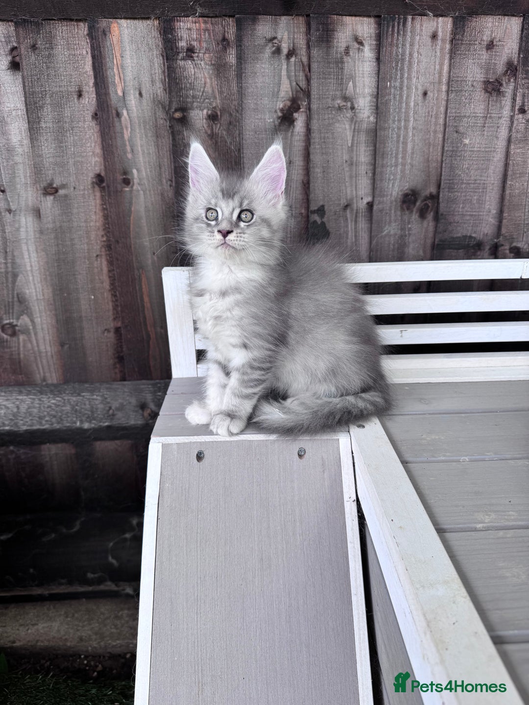 Maine Coon cats for sale: 🌟🌟Beautiful Maine Coon kittens 🌟🌟 - Image 19