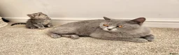 British Shorthair cats for sale: Pedigree Blue British Shorthair girl - Advert 10
