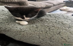 Mixed Breed cats for sale: Scottish fold cross for sale  - Image 10