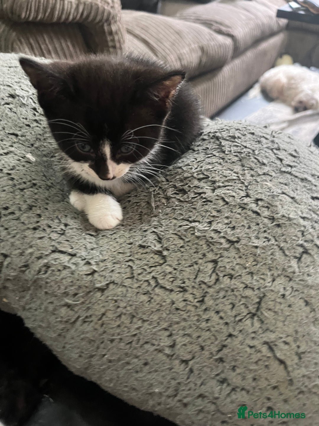 Mixed Breed cats for sale: Scottish fold cross for sale  - Image 10
