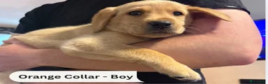 Orange Collar- Fox Red Labrador Male