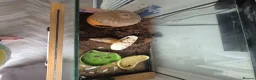 Snails invertebrates for sale: 1 giant african land snail in Louth - Advert 3