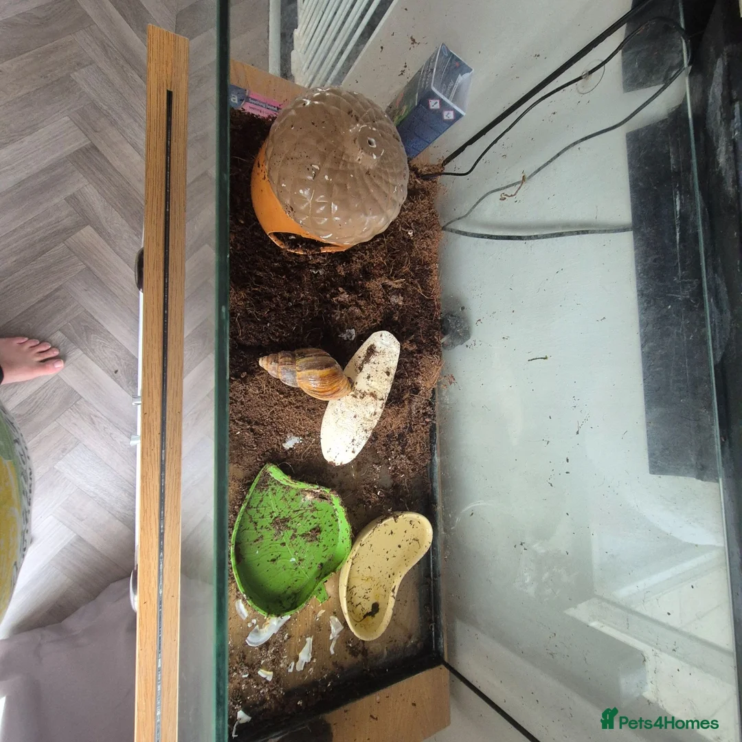 Snails invertebrates for sale: 1 giant african land snail in Louth - Advert 3