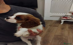 Cavalier King Charles Spaniel dogs for sale: 2beautiful king charles boys  - Image 17