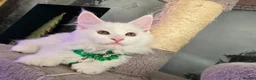 Maine Coon cats for sale: Gorgeous Maine coon kittens  - Advert 15