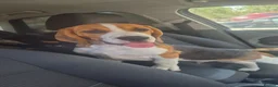 Beagle dogs for sale: Beautiful boy beagle - Advert 2