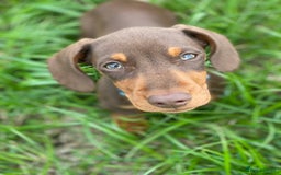 Mixed Breed dogs for sale: French bulldog x Dachshund  - Advert 11