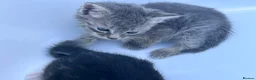Domestic Shorthair cats for sale: Kitten domestic shorthair, tabby pattern  - Advert 15
